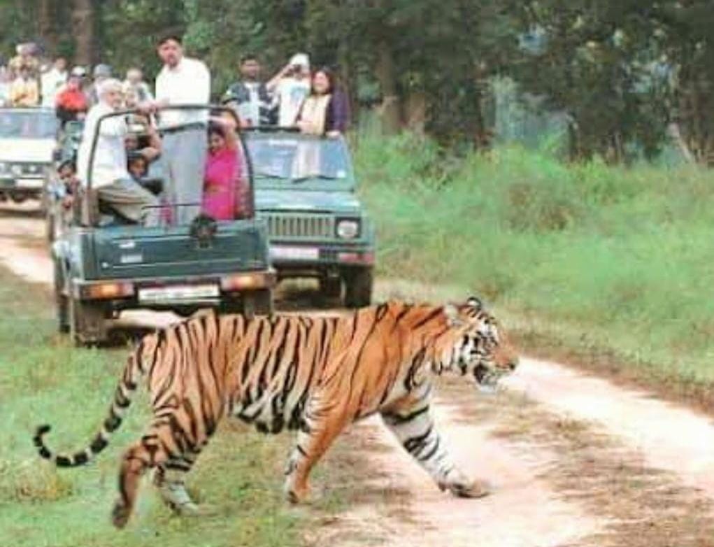 Tourists are getting excited after seeing the tiger in Dudhwa