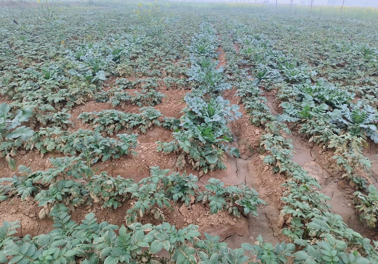 Farmers happy with drizzle, crops will benefit