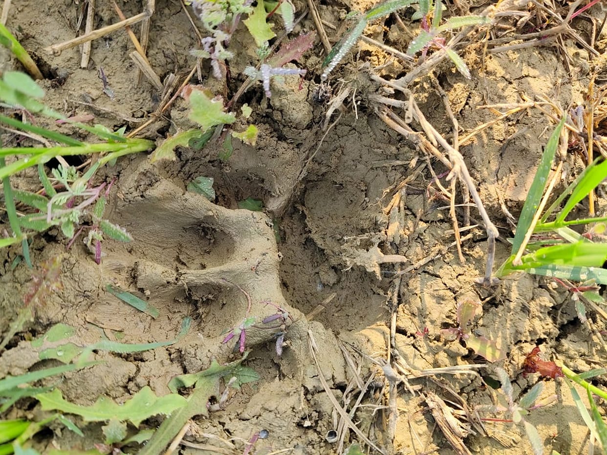 Leopard spotted in Ferozepur village, villagers in panic