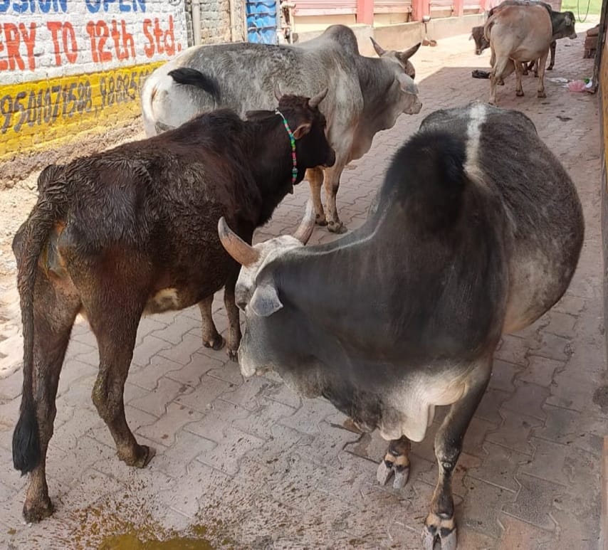 Road Accident Increased Due to Animals