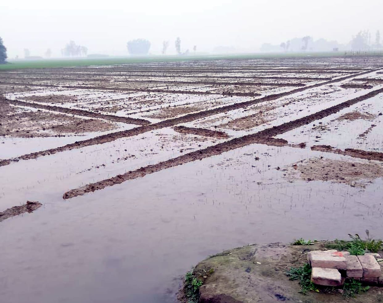 140 bigha crop submerged due to overflow in minor