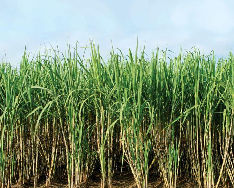 Slips of saplings are coming, waiting for saplings... 60 thousand farmers are worried