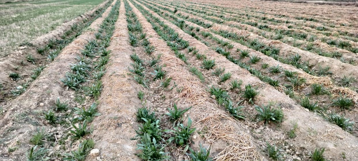 Agriculture is also in danger due to climate change, due to which the quality of crops is decreasing