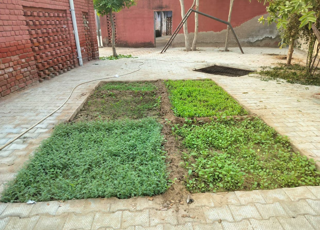 Students will get green vegetables in mid-day meal