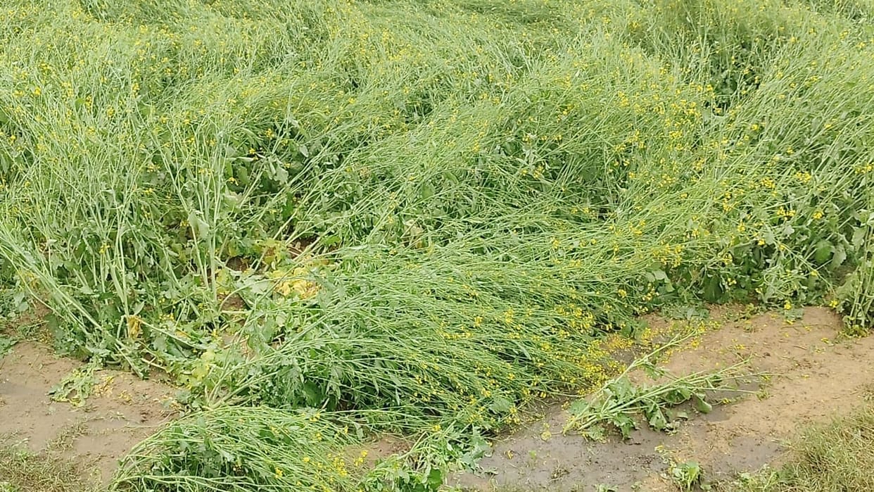Crops damaged due to hailstorm in Bawal and Dharuhera