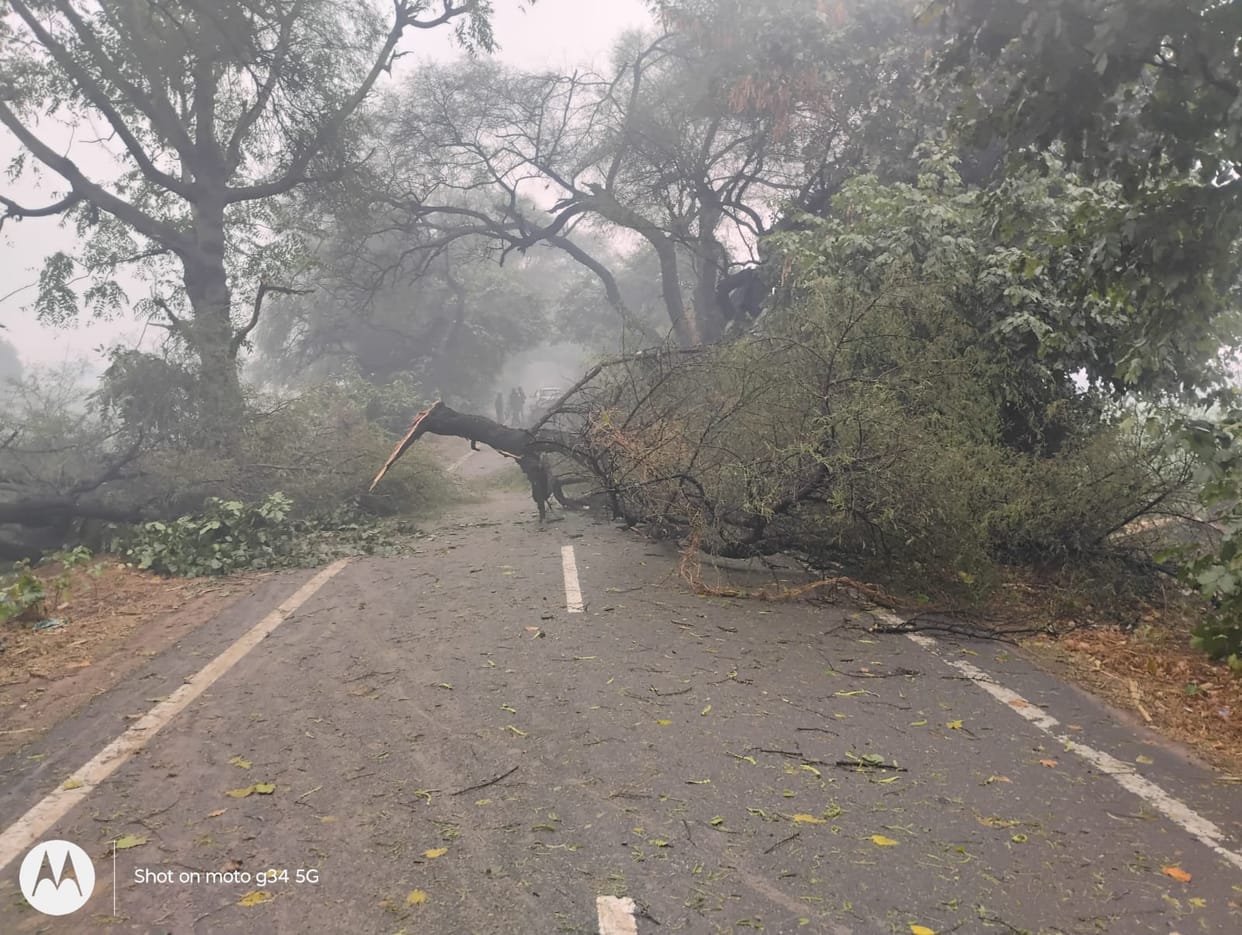 Tree fell on Nangal-Bidawas road, traffic affected