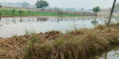 Mubarakpur minor overflows, 100 bigha crop submerged