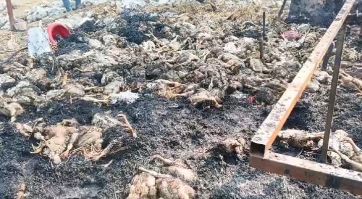 Poultry farm fire due to short circuit, 2500 chicks burnt alive