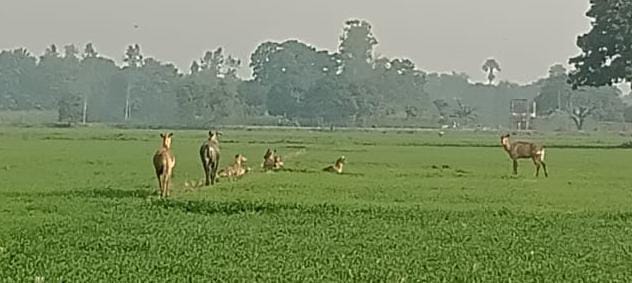 Herds of Nilgai and stray animals trampling crops, farmers worried