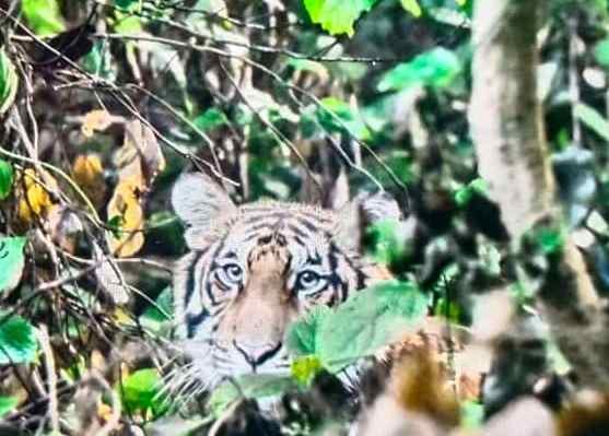 Huts of Dudhwa are booked till 5th January