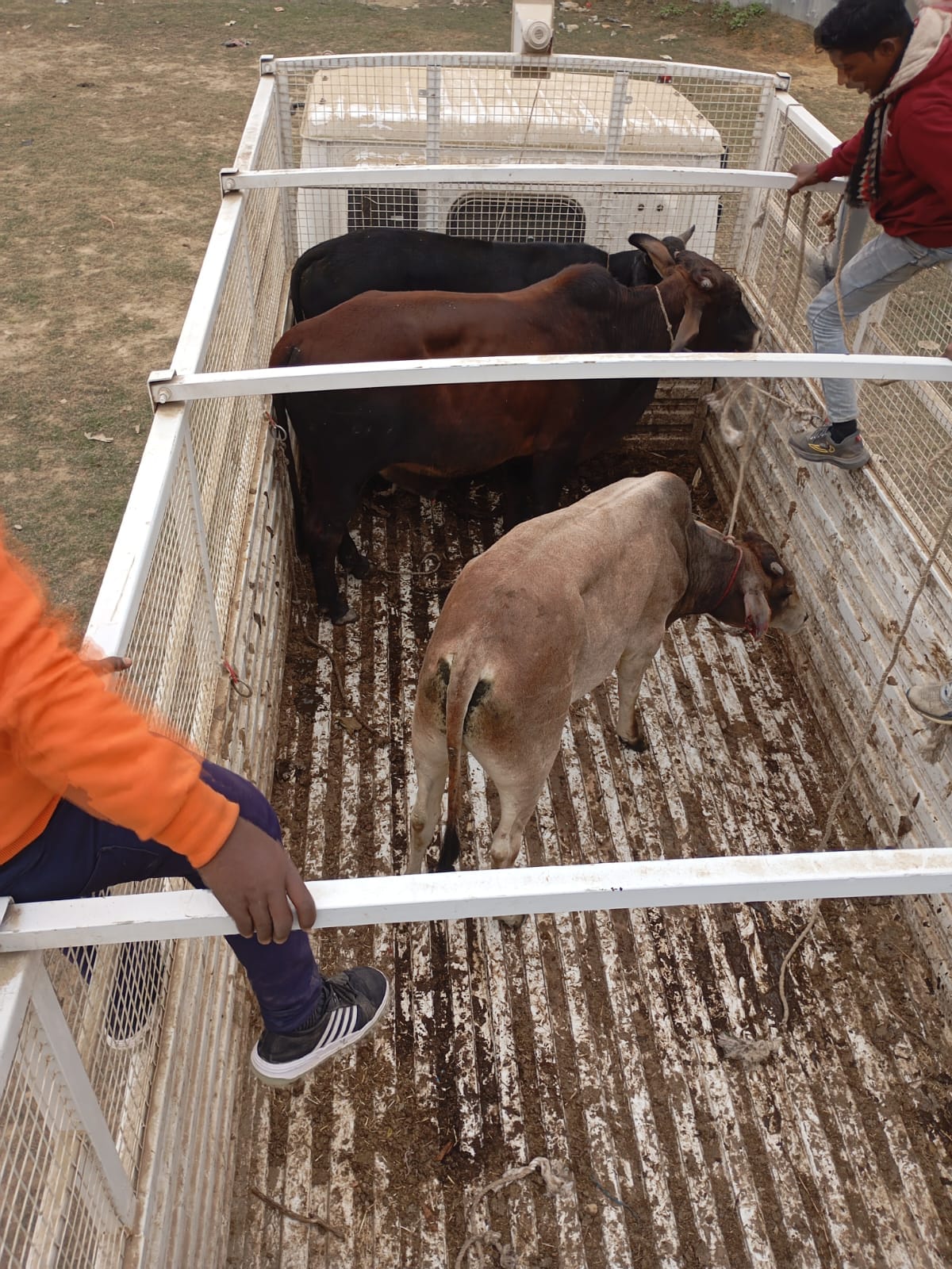 Nagar Panchayat administration sent six animals to the cowshed
