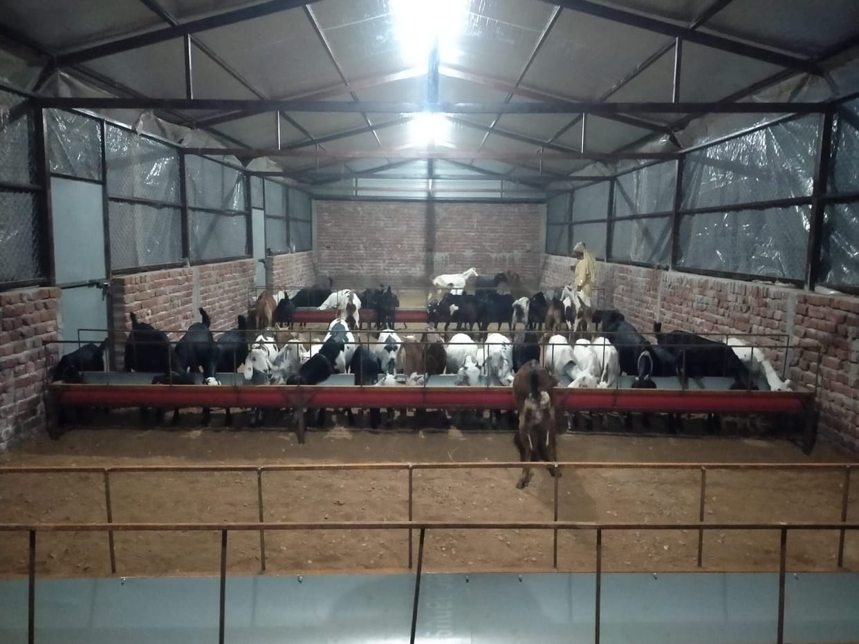 No buyers available for goat milk