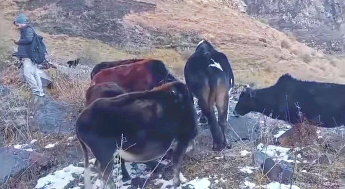 More than 20 helpless animals trapped in the snow, hungry and thirsty, rescued