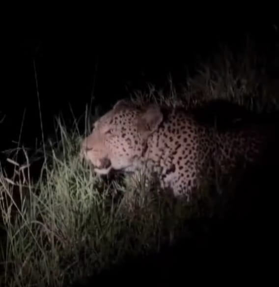 Leopard seen in Siwan of Pipra Khadar village