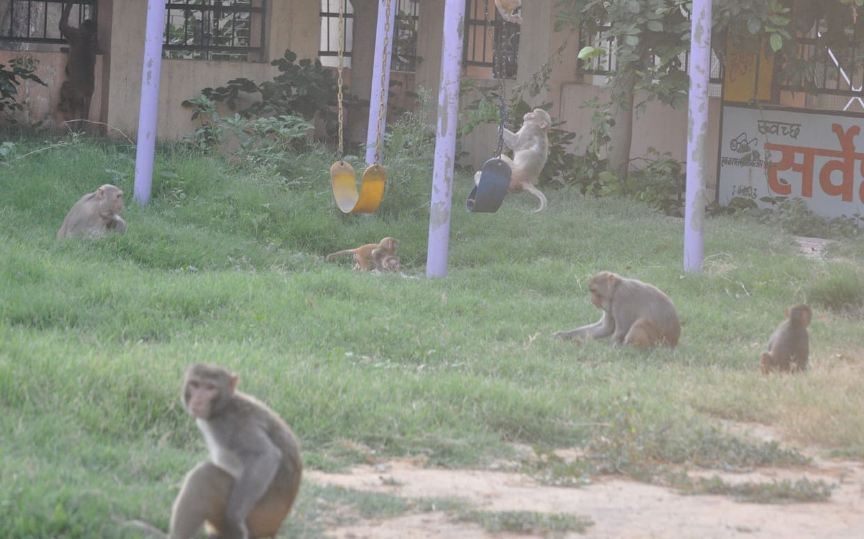 boundary wall collapsed due to jumping of monkeys  young man died