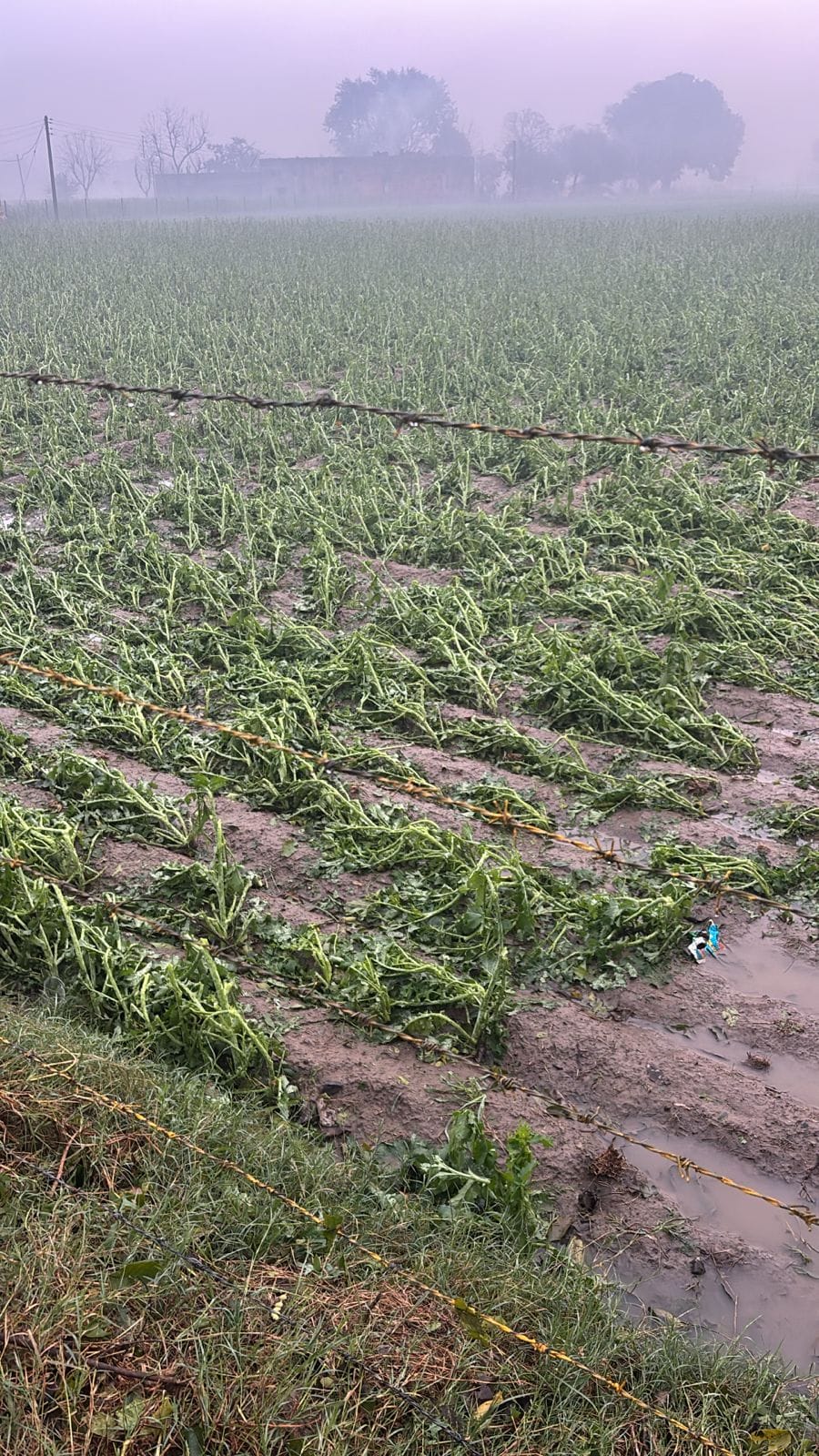 Vegetable crop also destroyed due to hailstorm, demand for compensation
