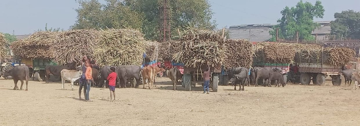 Lots of problems at sugar mill, sugarcane farmers worried
