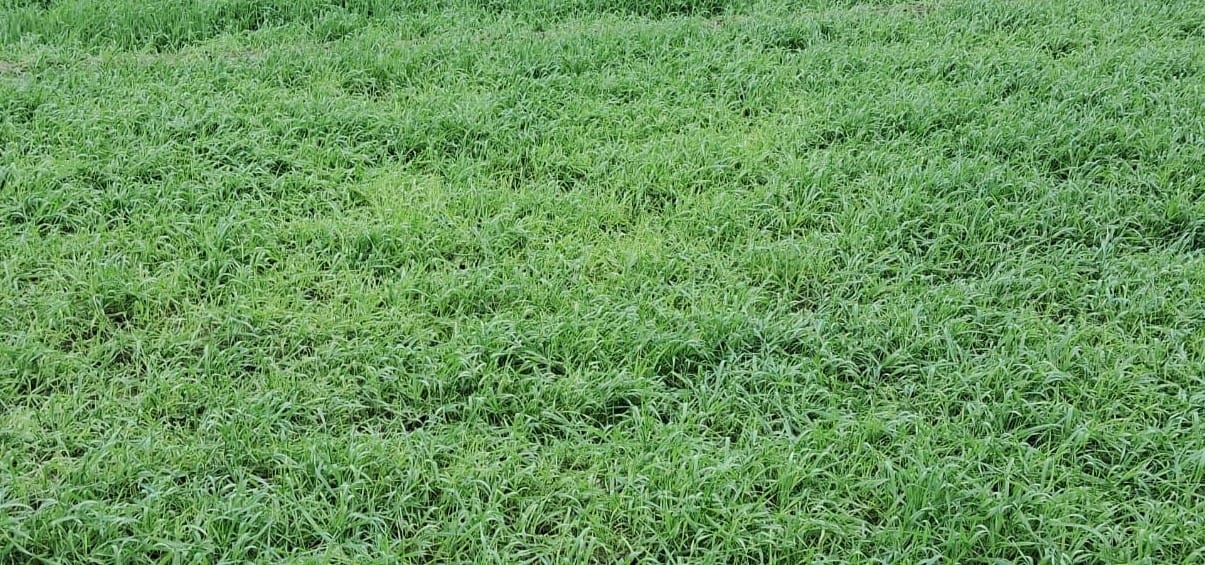 33 bigha wheat crop destroyed by pesticide