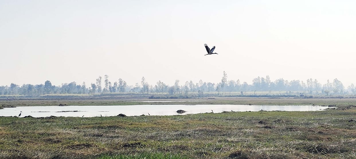 Narautha's Jhabar is no longer buzzing with foreign birds