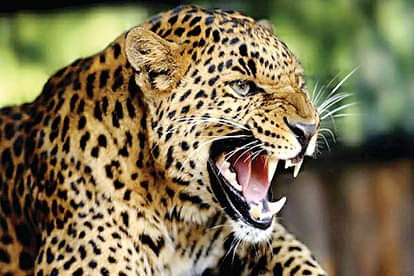 Leopard seen in Mathura people in panic