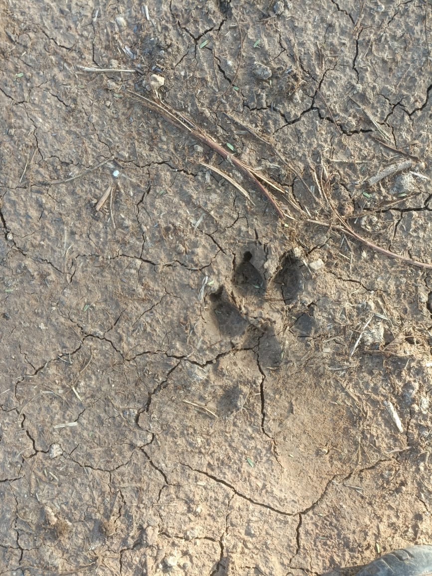 damoh Leopard seen hunting a dog, panic among villagers, incident took place in Ghat Bamhori village