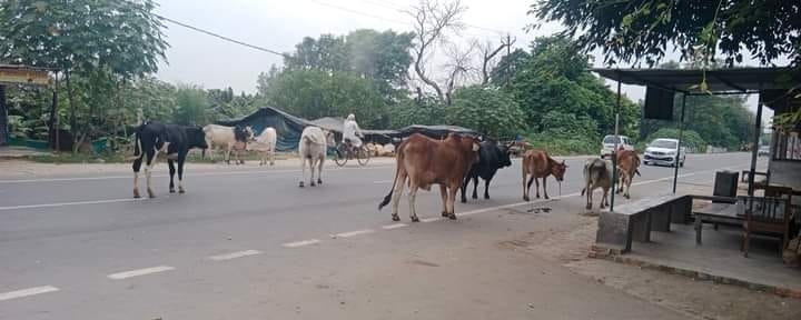 People are losing their lives due to stray animals roaming on the highway