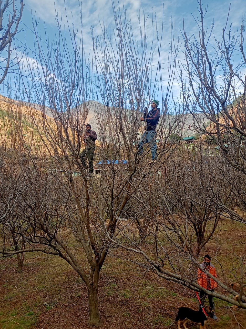 Start pruning plums as soon as the season opens.