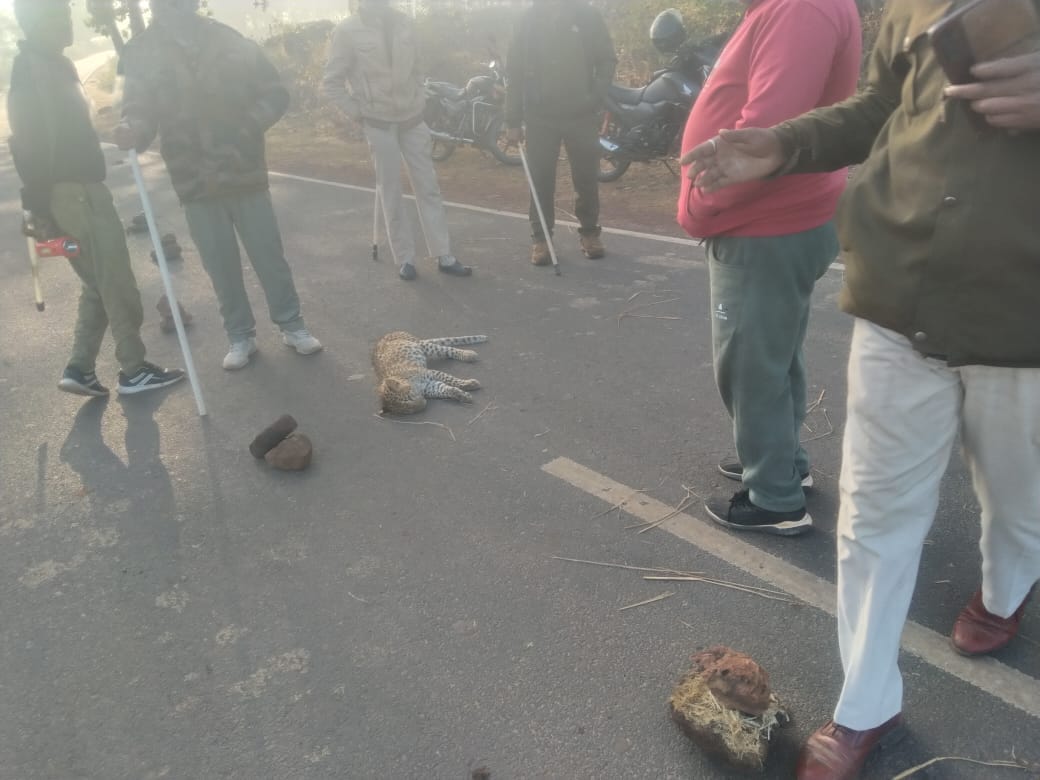 Leopard cub dies after being hit by unknown vehicle; park team on the spot