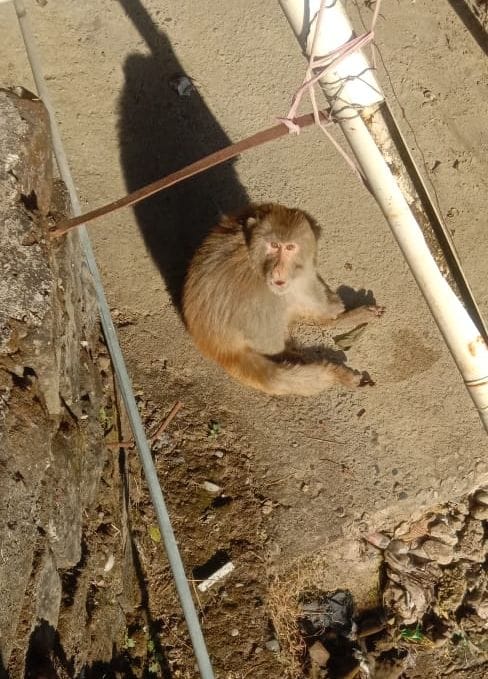 Forest department team controlled the unruly monkey