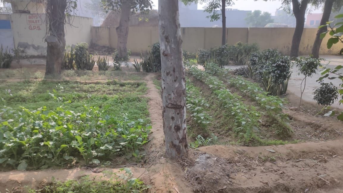 Volunteers will take care of the kitchen gardens prepared in schools after the winter vacation.