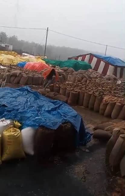 Sidhi News: Thousands of quintals of paddy crop wasted due to rain