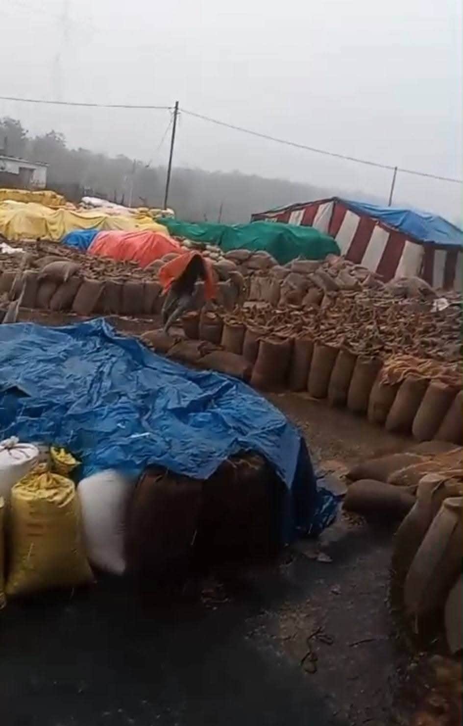 Sidhi News: Thousands of quintals of paddy crop wasted due to rain