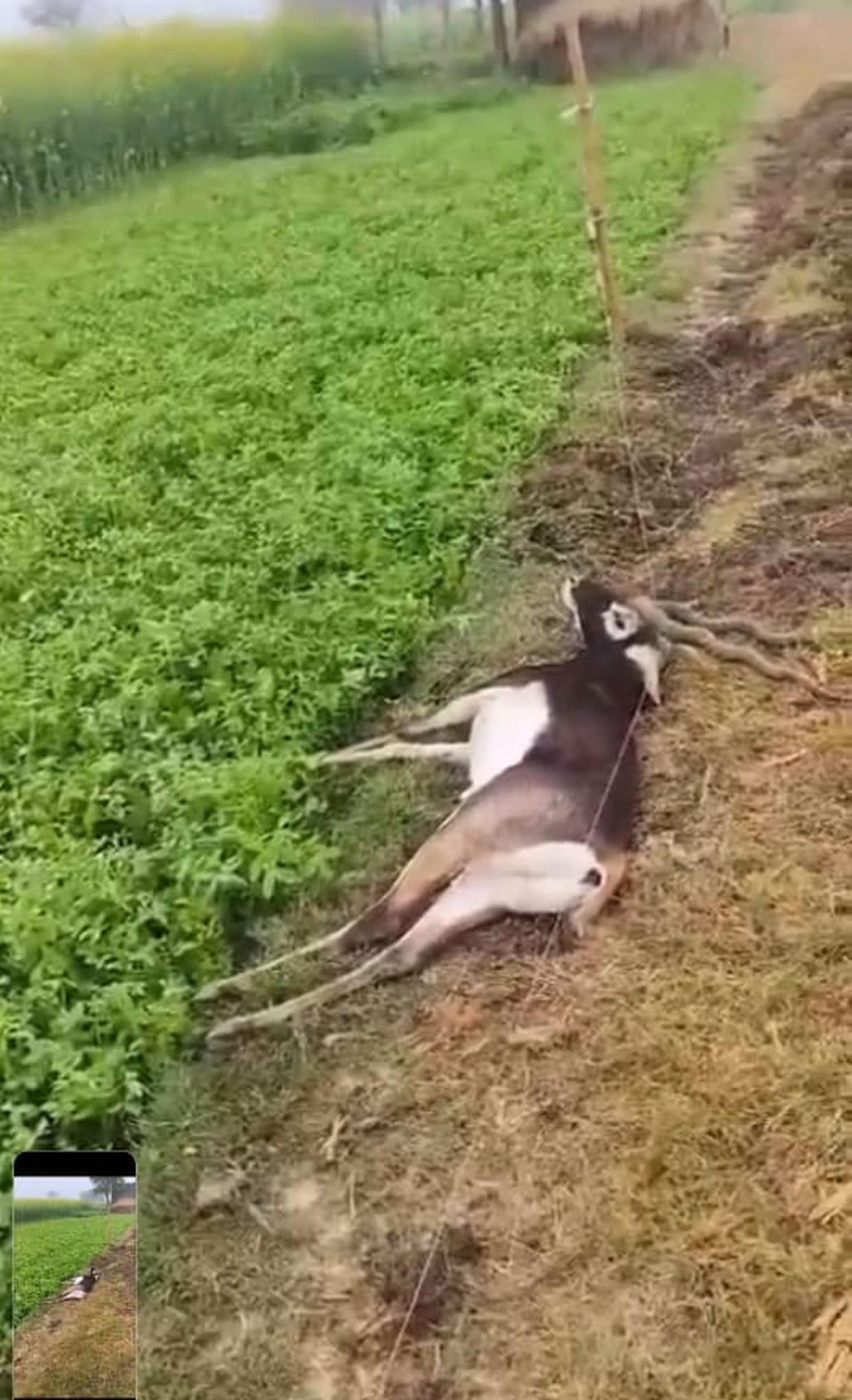 Case against unknown in the case of death of black deer