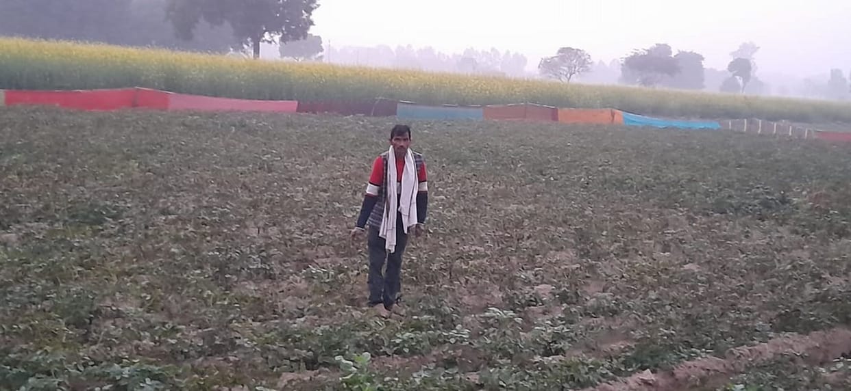 Potato crop affected by blight disease, farmers worried