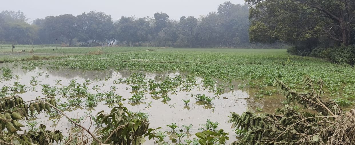 Minor track cut, 75 bigha crop submerged