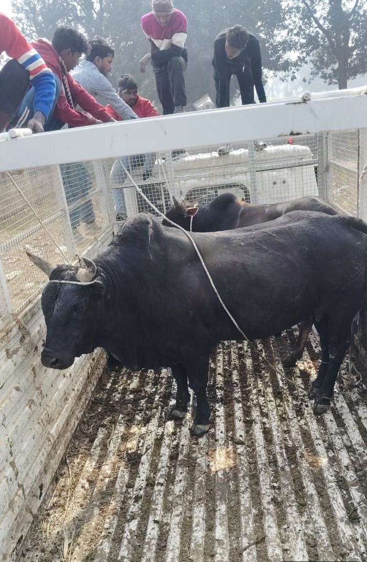 12 stray animals caught in Mehndawal for the third day