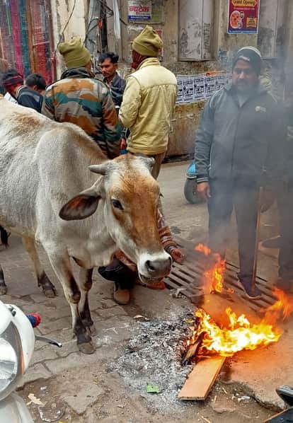 सर्दी से बचने को अलाव के पास खड़ी गाय