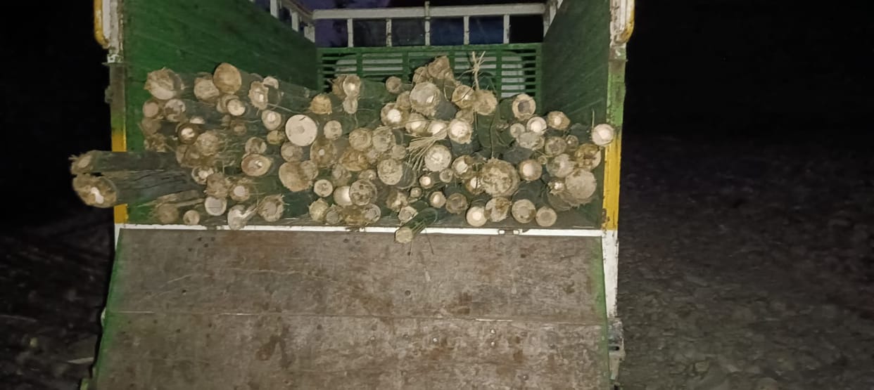 Bamboo being cut at night in Bamm
