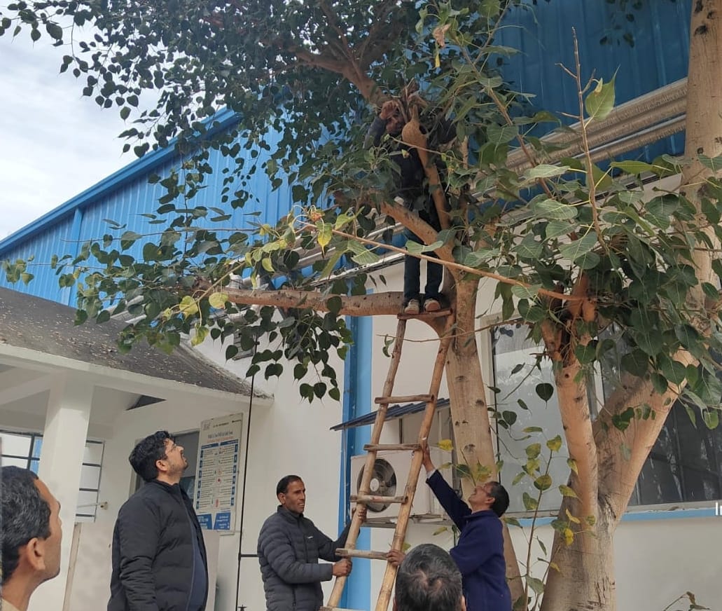 100 nests planted at different places in the city