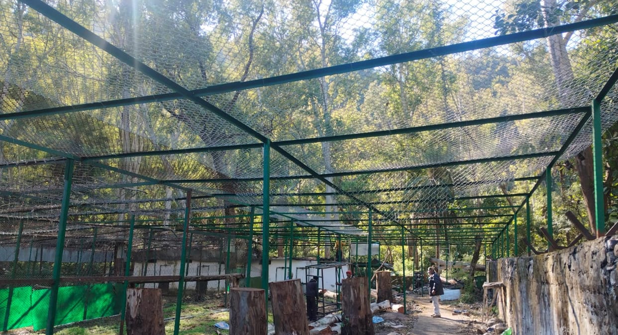 The enclosure is expanding, leopards will rest