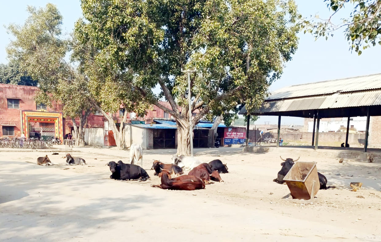 Stray cattle are becoming the cause of accidents, the responsible are not learning lessons
