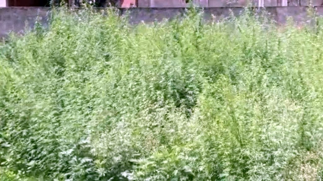 Cannabis plants are easily available, youth are getting addicted to the drug.