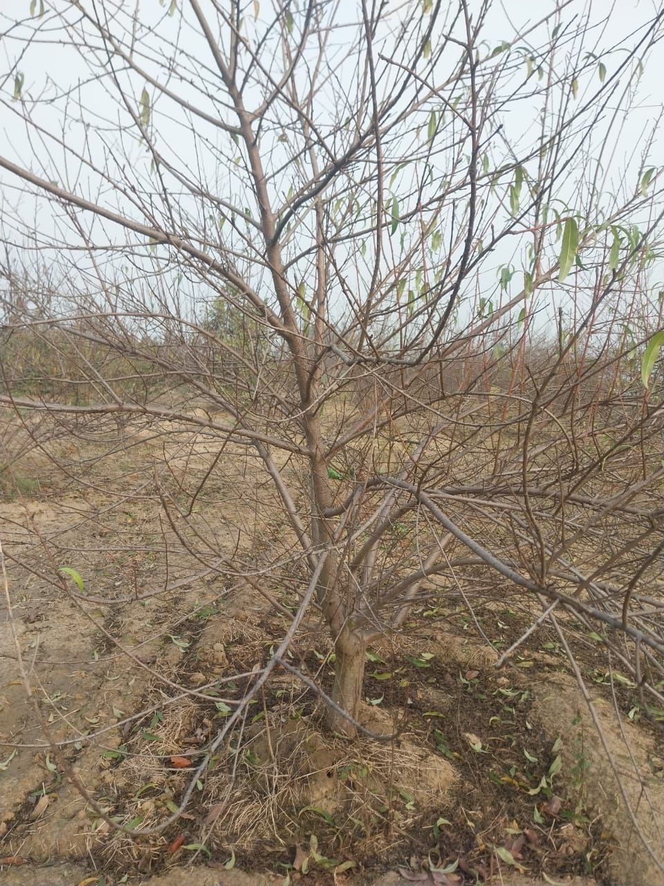 Thousands of acres of crops were damaged due to rain and hail, compensation portal not opened