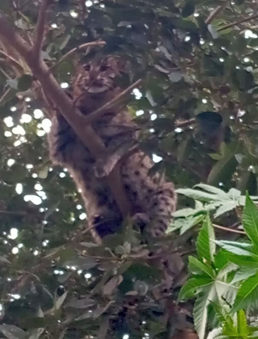 Wild animal climbed the tree in Adampur, villagers surrounded it