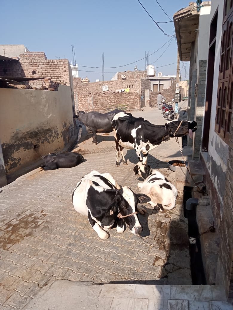 Pets are being tied in the streets, villagers are upset