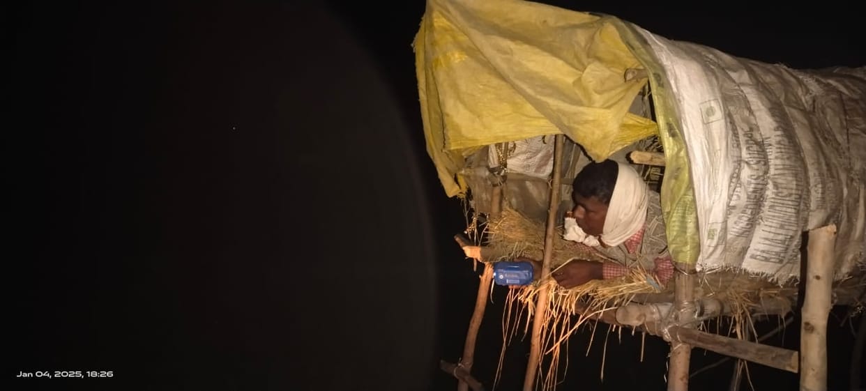 Farmers became 'Halku' on the night of Poos to save crops from stray animals