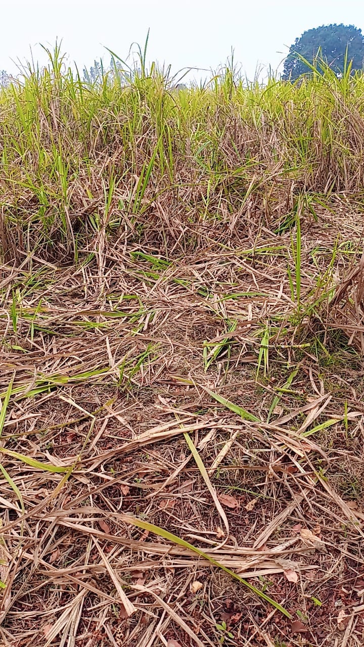 Nepalese elephants coming out of the forest destroyed sugarcane and wheat crops