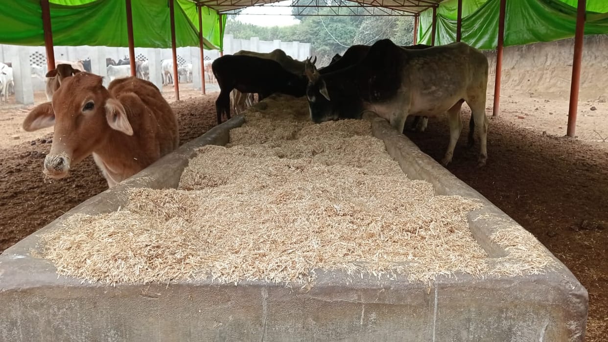 Kanpur 60 officers put on duty to inspect cow shelters DM said report will have to be prepared on 26 points