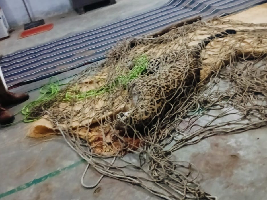 Leopard pounced like death, people fought and saved their lives