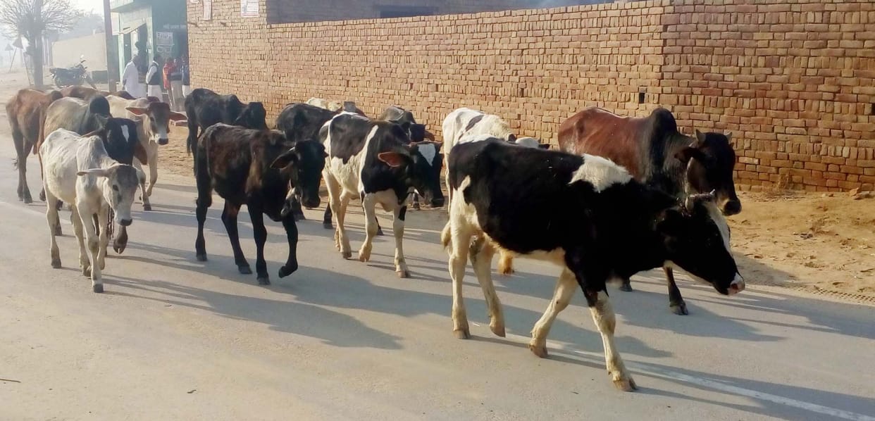 Farmers are guarding heavily against the cold, the increasing number of helpless animals is becoming a problem